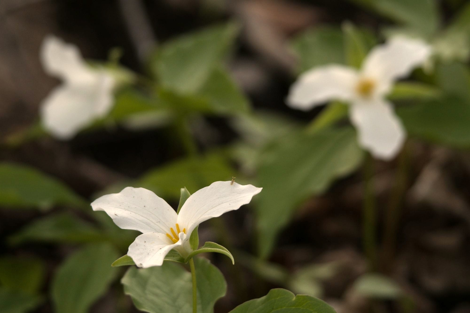 Poetry Analysis: Trillium | Louise Glück’s The Wild Iris