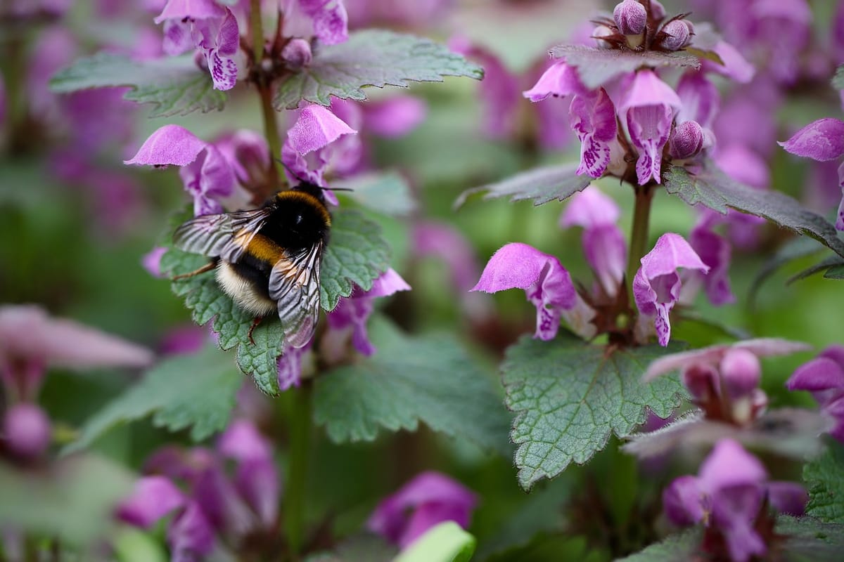 Poetry Analysis: Lamium | Louise Glück’s The Wild Iris