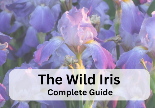 The Wild Iris by Louise Glück – Complete Study Guide