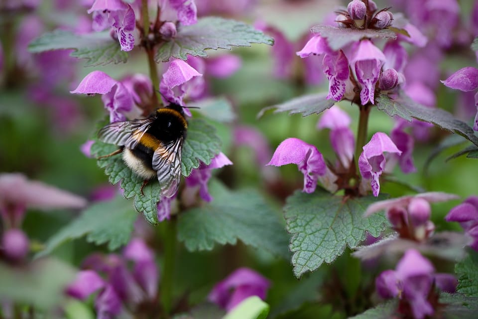 Poetry Analysis: Lamium | Louise Glück’s The Wild Iris
